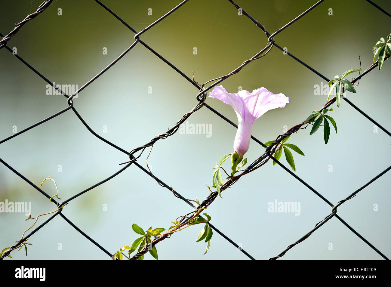 Blumen wachsen auf einem Maschendrahtzaun Stockfoto