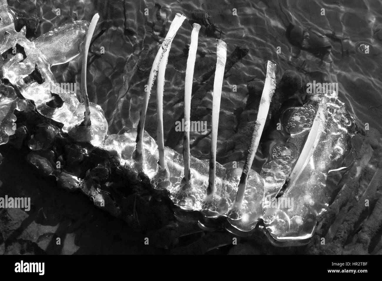 Brustkorb Knochen auf einem Alaskan Strand mit Eis zu versiegeln. Stockfoto