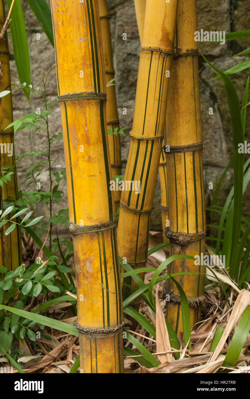 Gelbe und grne Bambus Stiele, Hongkong, China Stockfotografie - Alamy