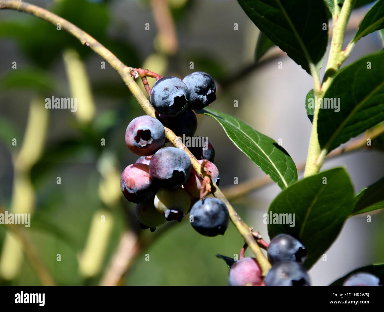 Wachsende Blaubeeren Stockfotos und bilder Kaufen Alamy