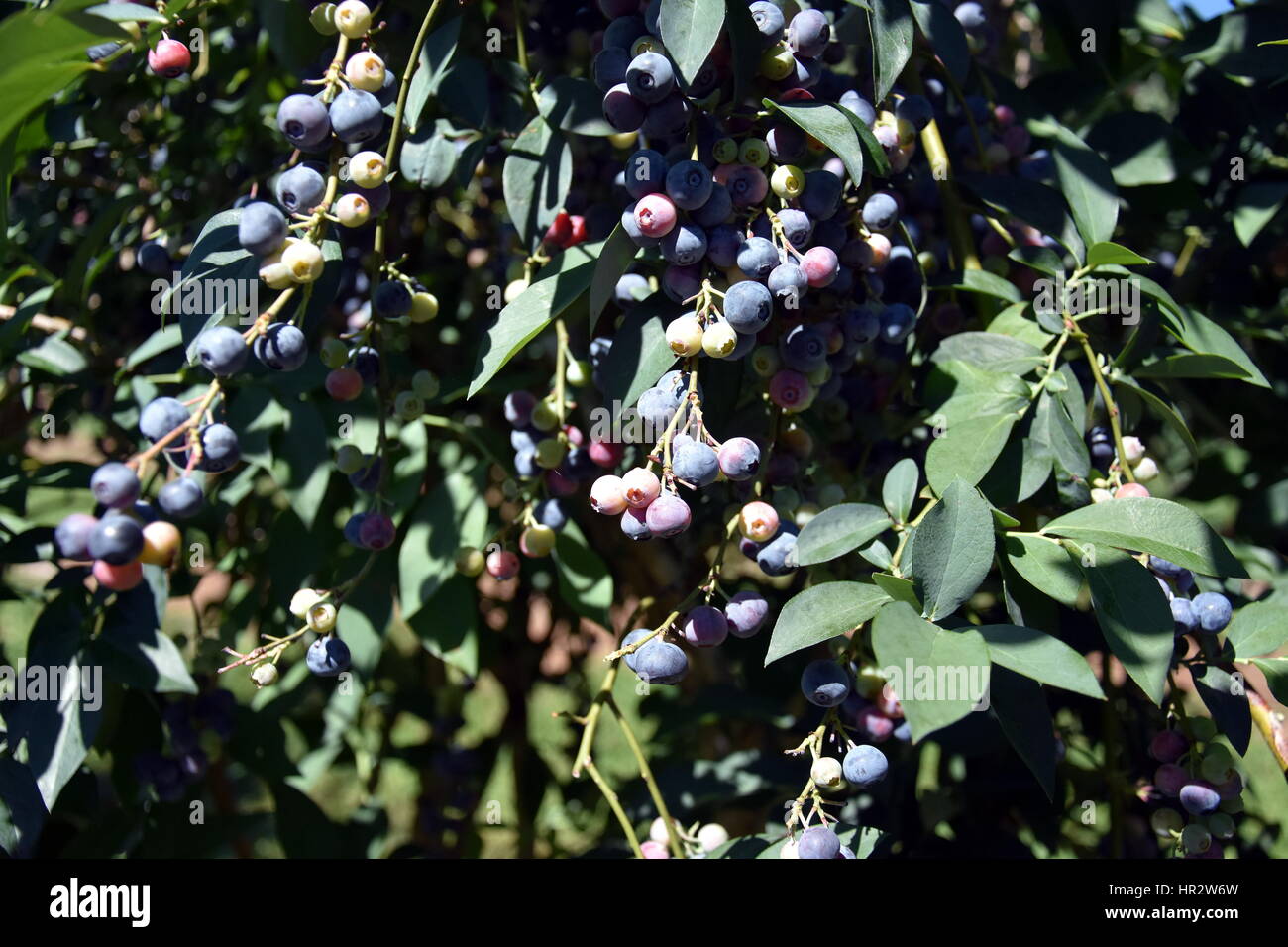 Frische Blaubeeren Oder Heidelbeeren Heidelbeere Zweig