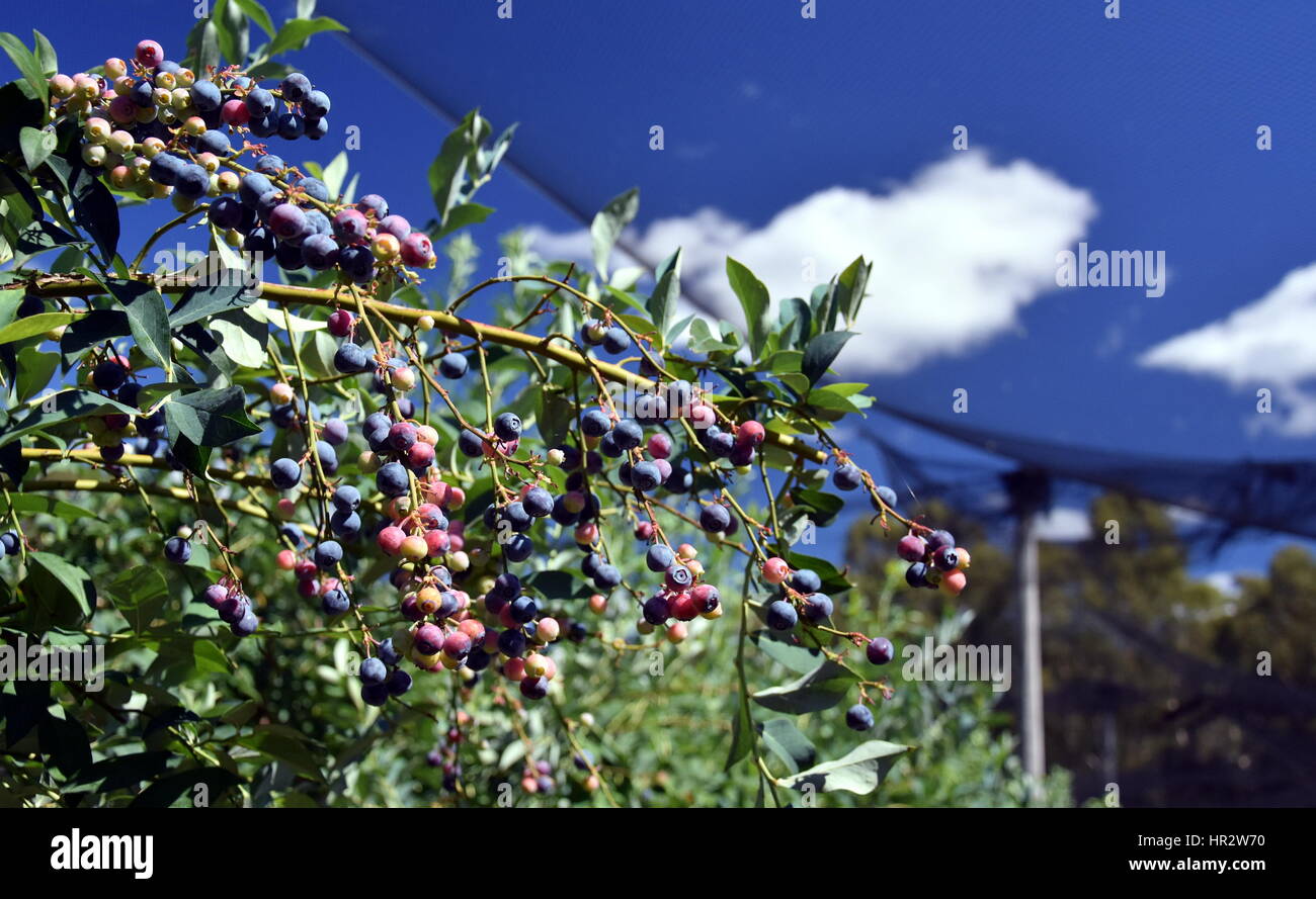 Frische Blaubeeren Oder Heidelbeeren Heidelbeere Zweig