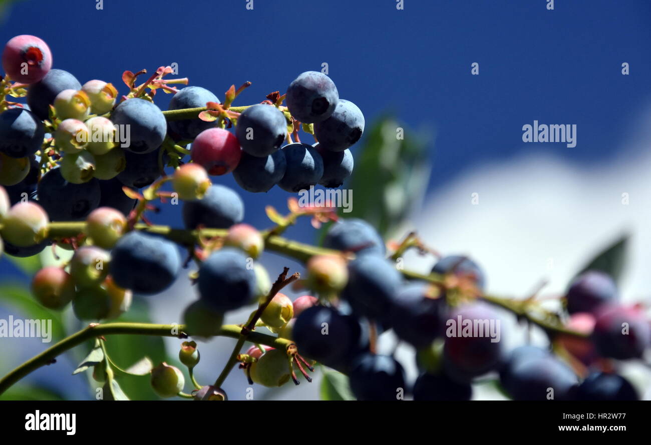 Frische Blaubeeren Oder Heidelbeeren Heidelbeere Zweig