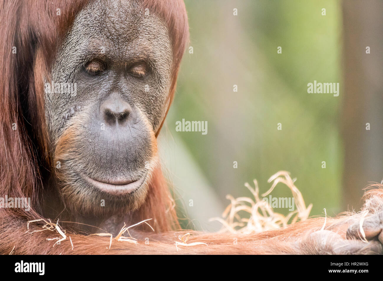 Schließen Sie herauf Bild der Vorderansicht des ein Orang-Utan auf der linken Seite des Rahmens mit textfreiraum auf der rechten Seite des Rahmens. Stockfoto