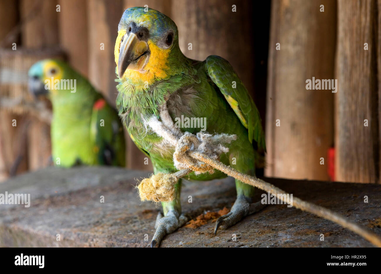 Indianer in der Amazone, Brasilien Stockfoto