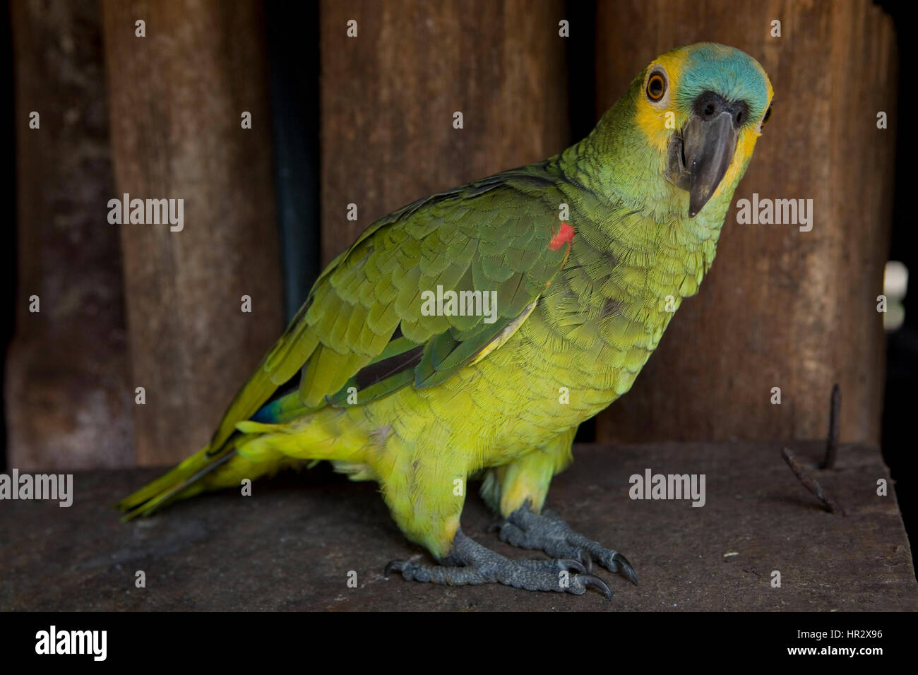 Indianer in der Amazone, Brasilien Stockfoto