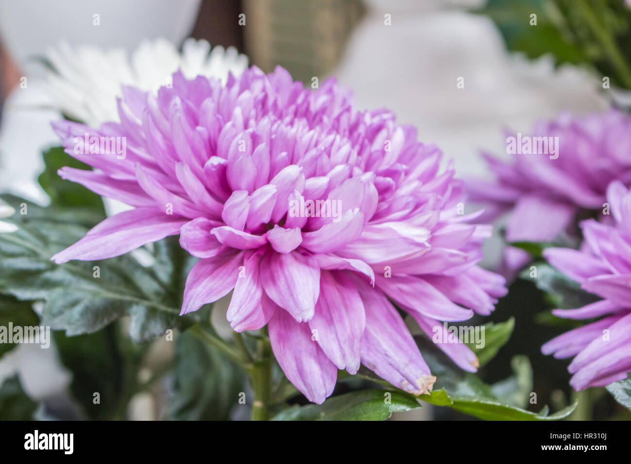 Frische große rosa Kastanienbraun Chrysantheme Closeup Hintergrund Stockfoto