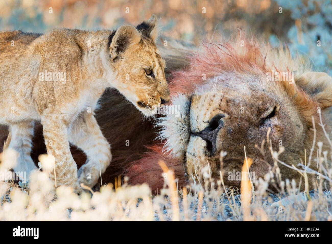 Löwenjunges, vorbei an männliche Elternteil Löwen schlafen.  Der männliche Löwe hat Blut auf seine Mähne darauf hinweist, dass der Löwe vor kurzem ernährt hat.  Etosha, Namibia Stockfoto
