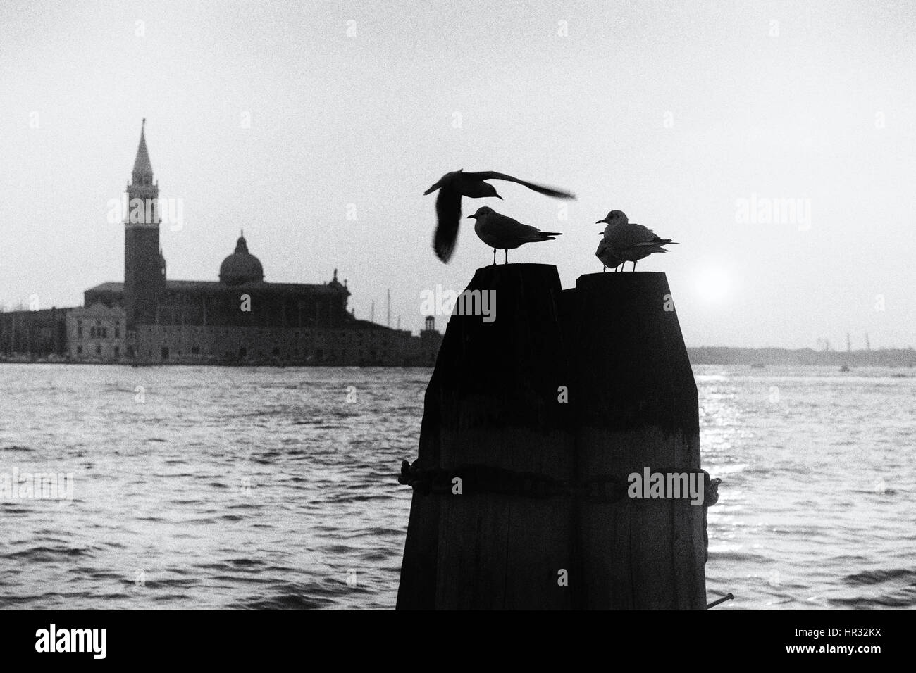 Möwen und die Isola di San Giórgio Maggiore, Venedig, Italien - digital verändert Stockfoto