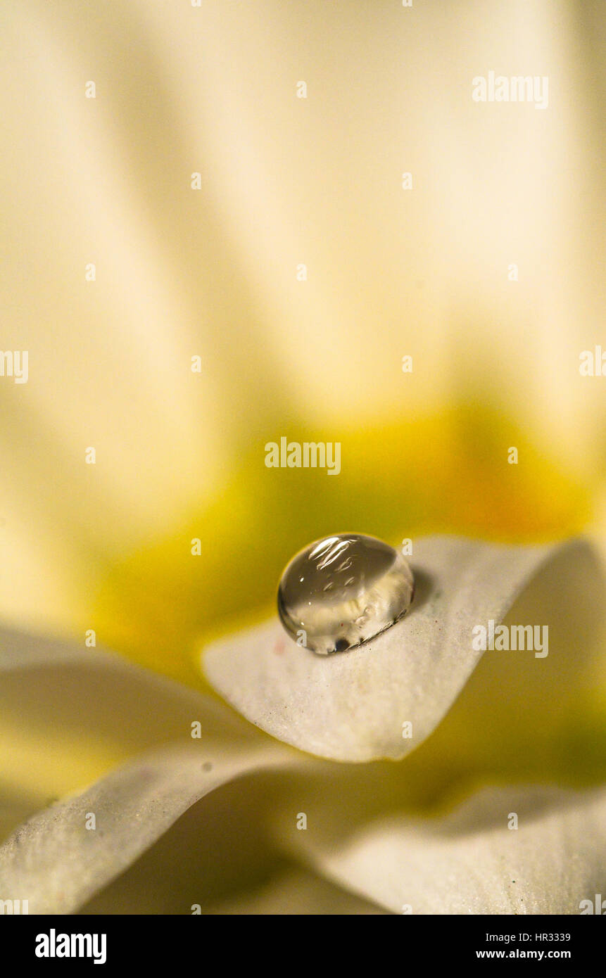 Tropfen auf ein Gänseblümchen Stockfoto
