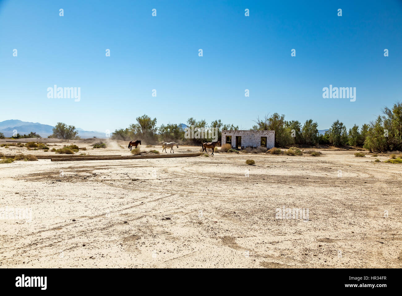 Wilde Pferde gehen vorbei an einem verlassenen Gebäude, das neben der Fahrbahn in der Nähe von Death Valley Junction im Wildnisgebiet Funeral Mountains, Calif sitzt Stockfoto