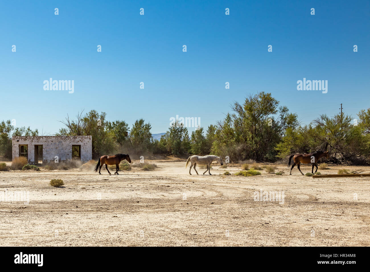 Wilde Pferde gehen vorbei an einem verlassenen Gebäude, das neben der Fahrbahn in der Nähe von Death Valley Junction im Wildnisgebiet Funeral Mountains, Calif sitzt Stockfoto