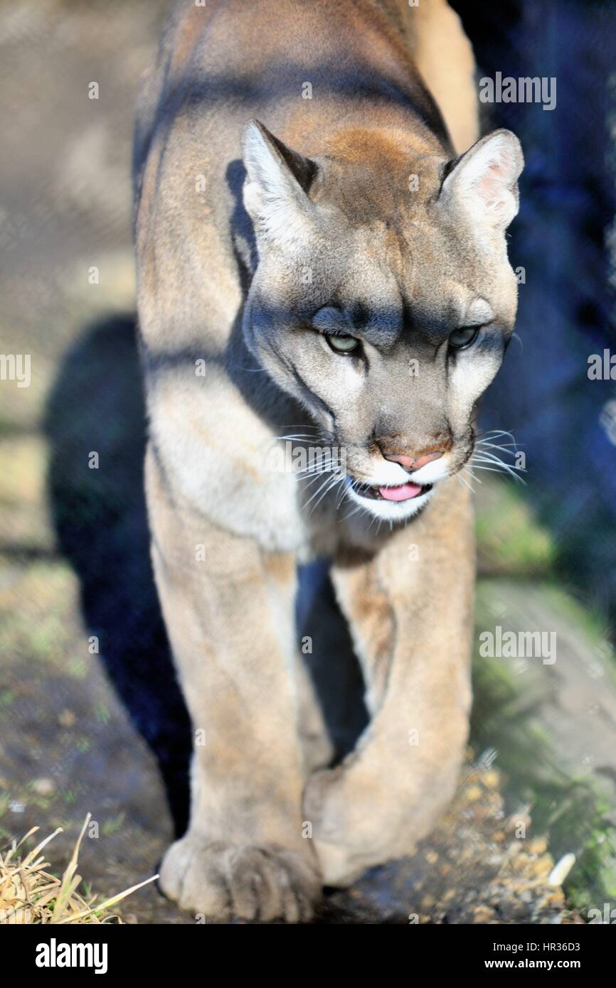 Ein Mountain Lion oder Cougar (Puma concolor). Die Ein Mountain Lion oder Cougar (Puma concolor). Die