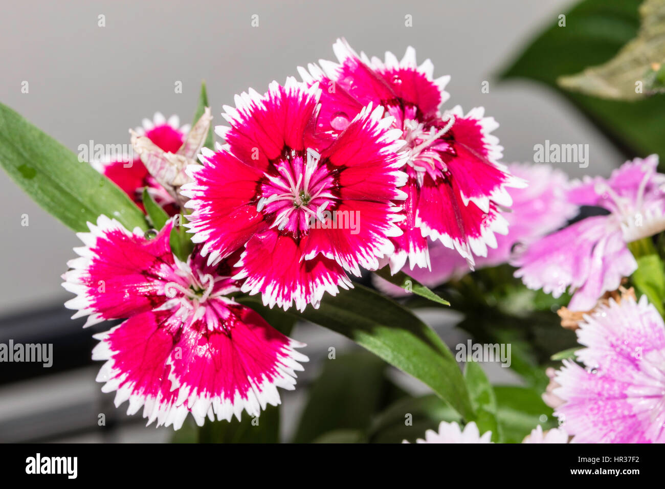 Impatiens Hawkeri stammt aus Papua-Neuguinea und den Salomonen Stockfoto