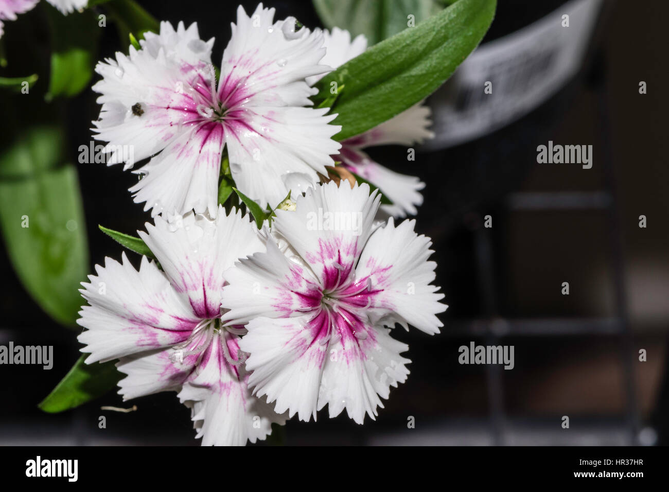 Impatiens Hawkeri stammt aus Papua-Neuguinea und den Salomonen Stockfoto