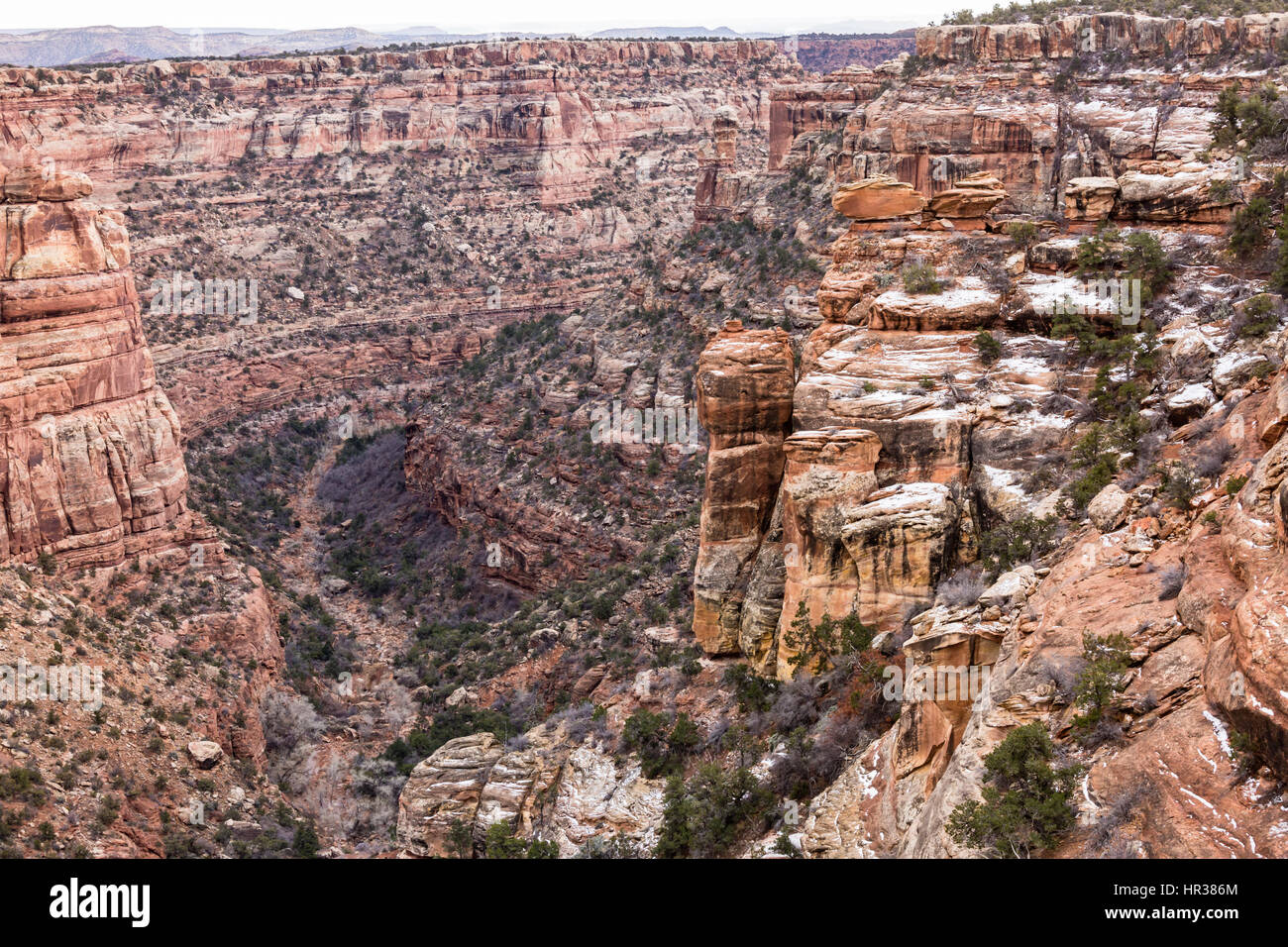 Bunte Mule Canyon in der Nähe der Höhle Turm-Ruinen in der Cedar Mesa-Abschnitt der neuen Bären Ohren National Monument. Stockfoto