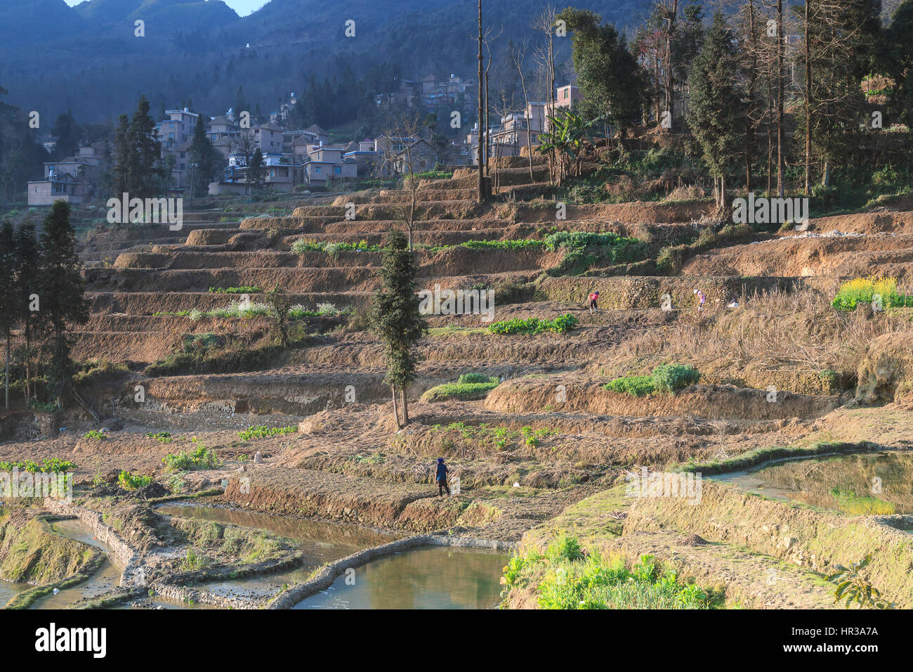 Reisterrassen von YuanYang in Yunnan, China, eines der jüngsten UNESCO-Welterbestätten Stockfoto