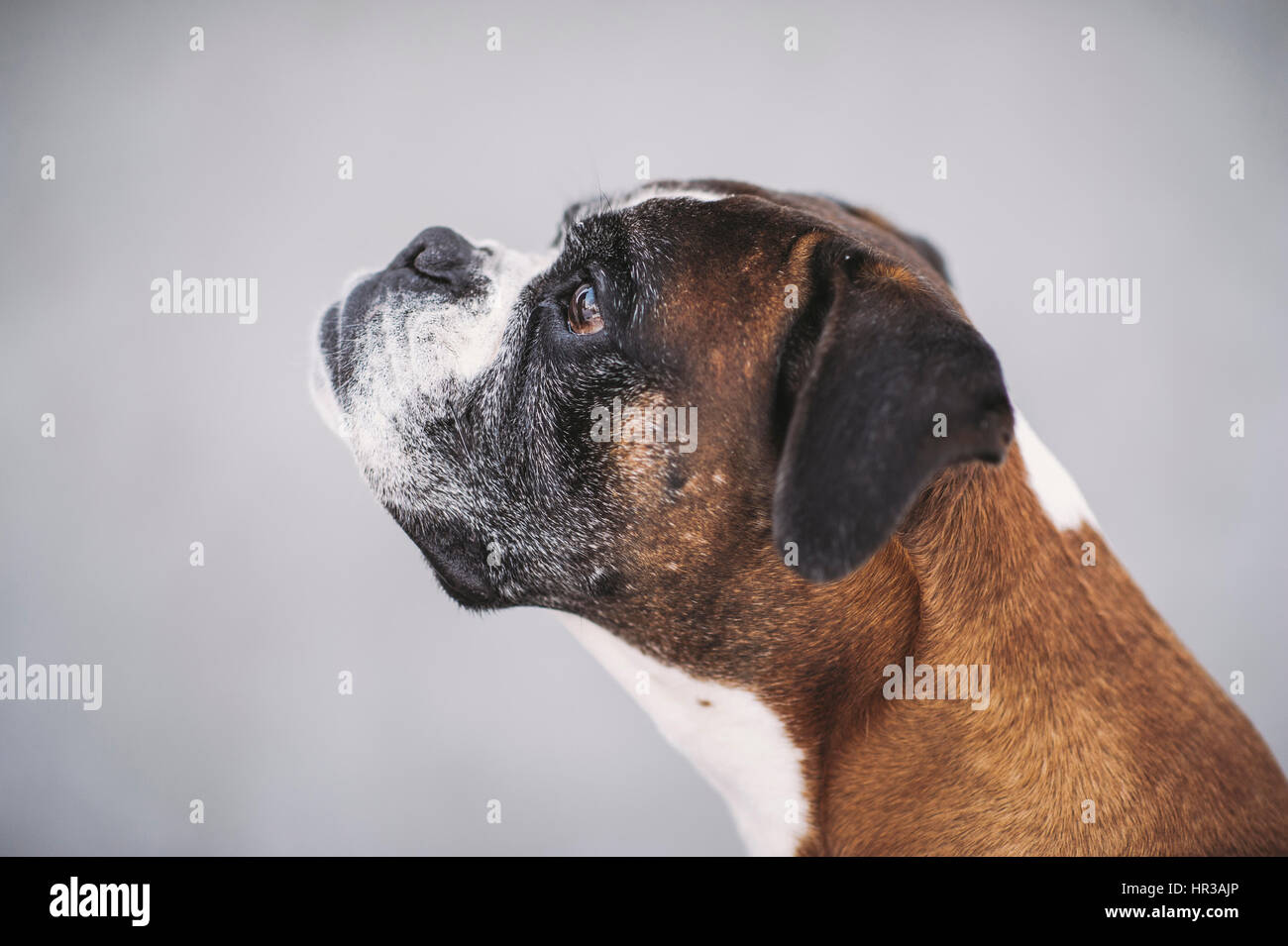 Ein Alter Boxer-Hund auf einem grauen Hintergrund Stockfoto