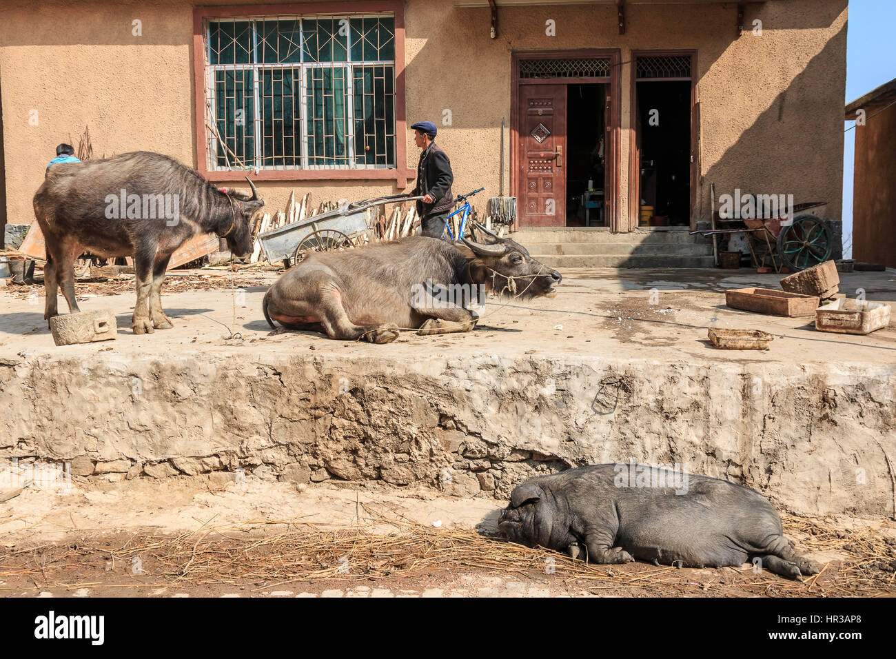 YuanYang, China - 20. Februar 2017: Hani Landwirt beschäftigt mit seiner täglichen Aktivitäten mit Wasserbüffel und ein Schwein im Vordergrund. Hani sind eine der 56 mi Stockfoto