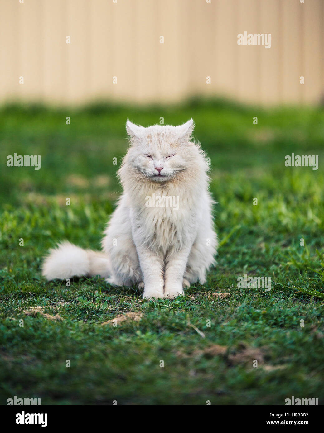 Garten Katzen Stockfoto