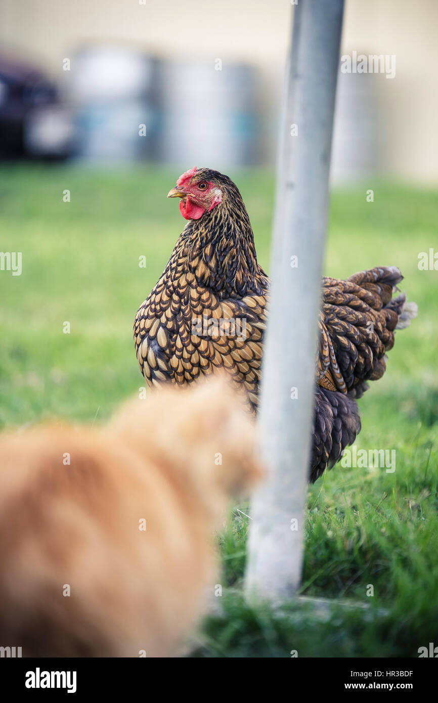 Huhn in den Hinterhof Stockfoto