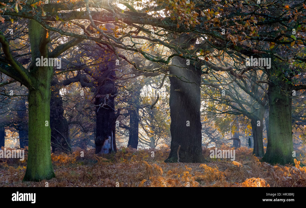 Sonnenstrahlen strömen durch Wald im Richmond Park, London Stockfoto