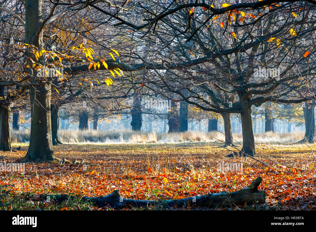 Wald im Richmond Park, London Stockfoto