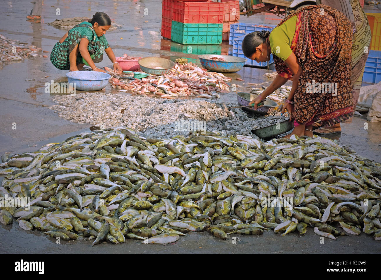 Frauen sortieren frisch gelandet Fisch am Kai für den Verkauf auf dem nahe gelegenen Markt am Hafen von Vanakbara auf Diu Insel im Bundesstaat Gujarat, Indien Stockfoto