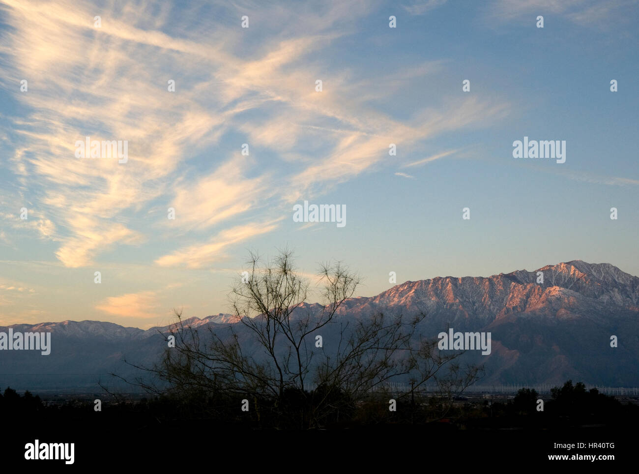 Mesquite-Baum in Palm Desert im Morgengrauen, California Stockfoto