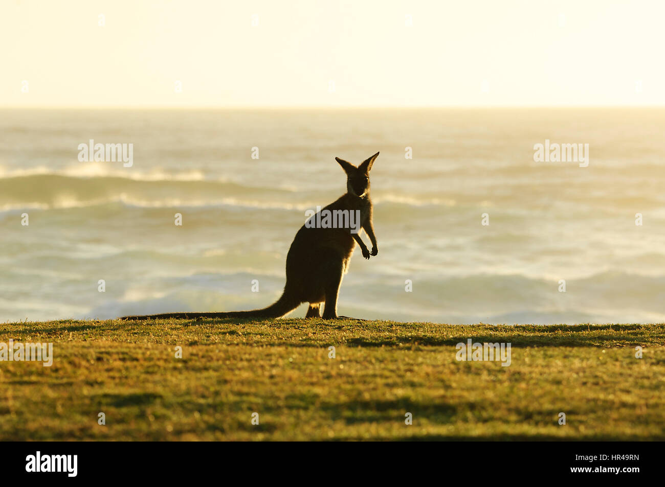 Red-necked Wallaby (Macropus Rufogriseus) stehen am Strand im Morgenlicht vor dem Meer, Kartoffel Punkt, New South Wales, Australien Stockfoto