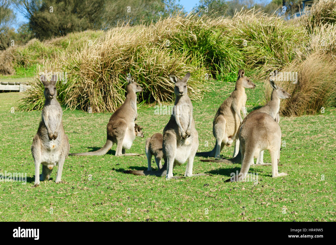 Gruppen von östlichen grauen Känguruhs (Macropus giganteus), Potato Point, New South Wales, Australien Stockfoto