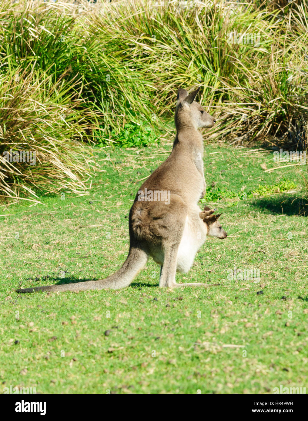 Östliche graue Känguru (Macropus Giganteus) mit Joey in seine Tasche, Kartoffel-Point, New South Wales, Australien Stockfoto