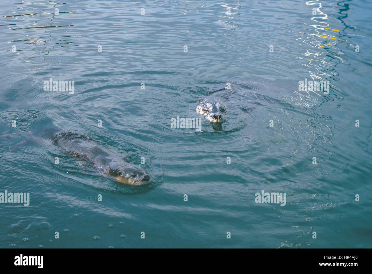 Dichtung und Otter teilen den Lebensraum Stockfoto