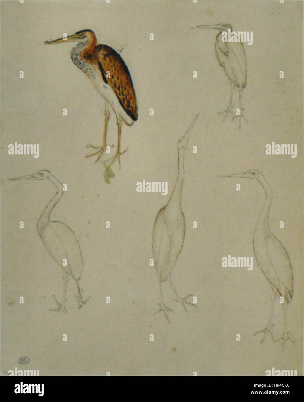 Pisanello - Codex Vallardi 2471 r Stockfoto