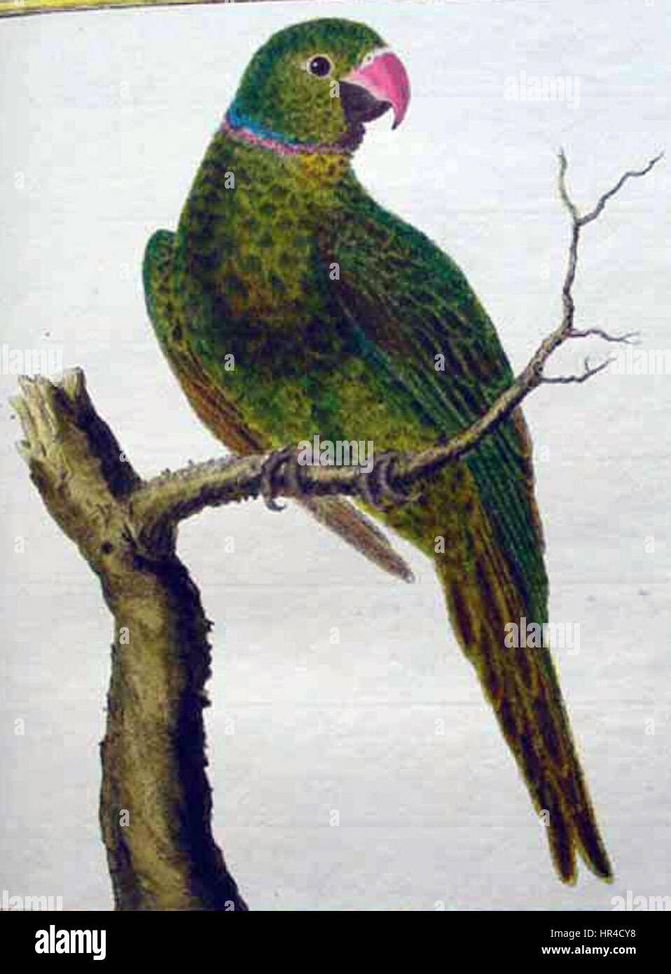 „P. eques“ ist ein Kunstwerk, das ein Pferd der Pferdeart „Equus“ darstellt und die Kraft und Anmut des Tieres durch präzise anatomische Details und dynamische Haltung betont. Stockfoto