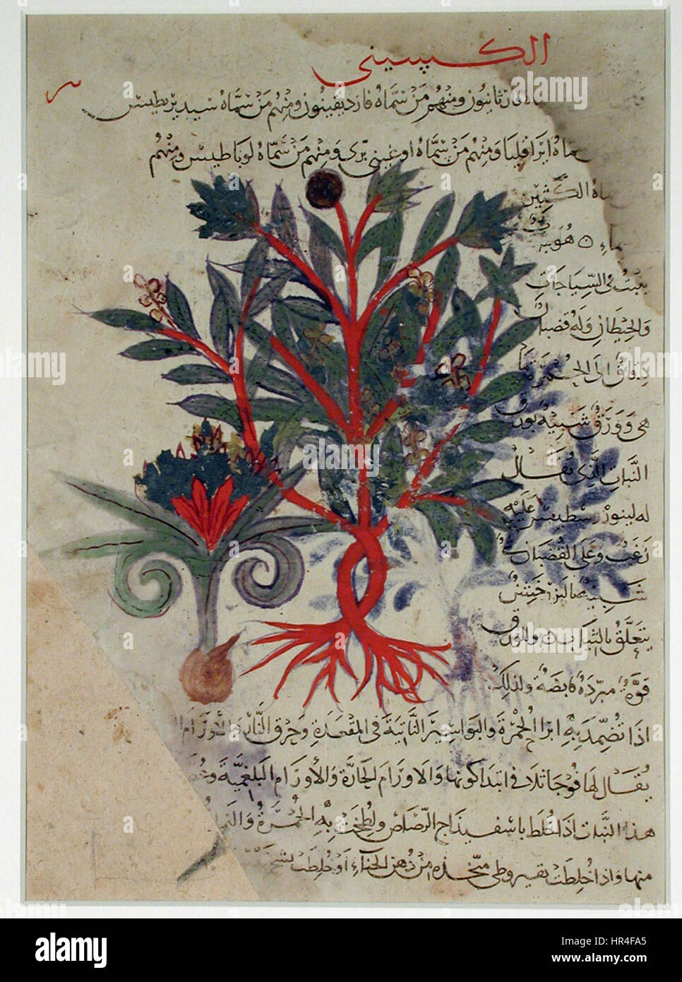 Seite aus einer Materia Medica (6125042278) Stockfoto