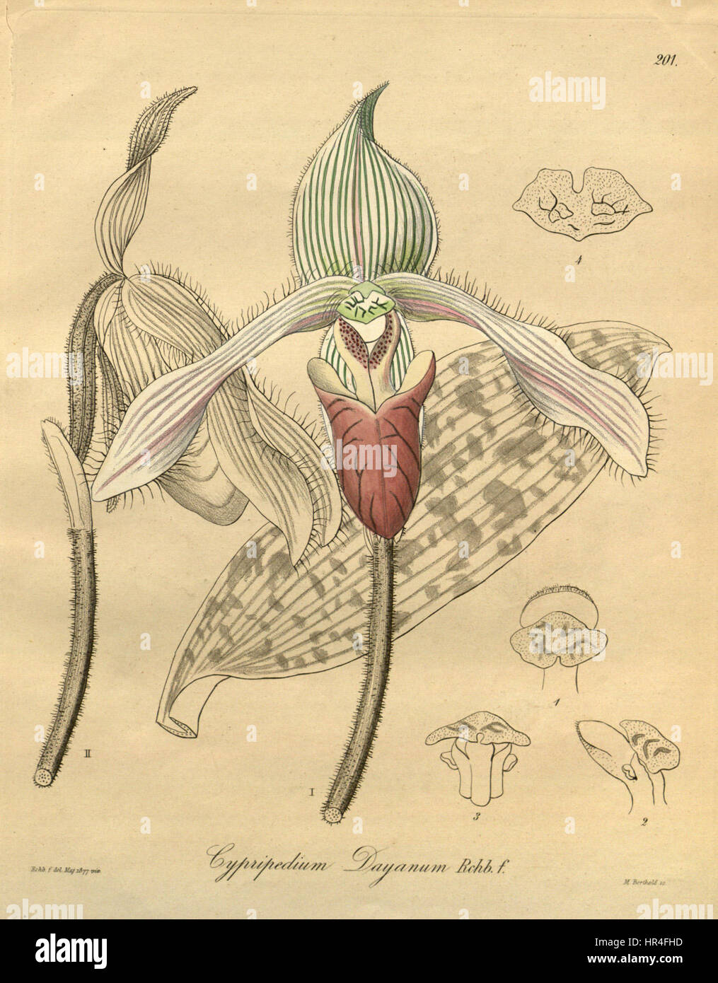 Paphiopedilum dayanum (früher bekannt als Cypripedium dayanum) ist in dieser botanischen Illustration aus 'Xenia' (1877) dargestellt. Das Kunstwerk präsentiert die zarten Details der Orchidee und zeigt ihre einzigartige Form und ihre komplizierte Struktur. Stockfoto