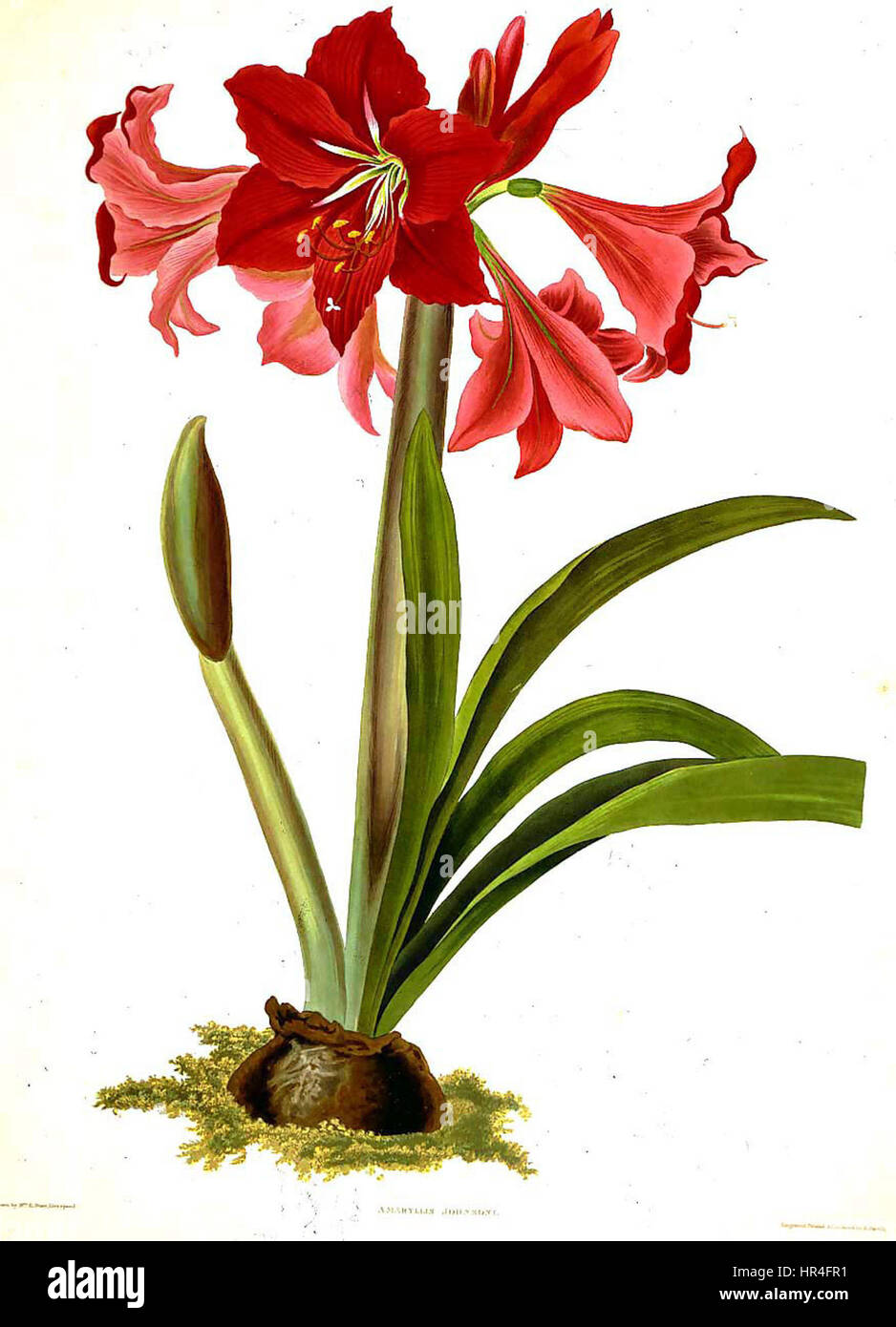 Priscilla Susan Bury, die von 1790 bis 1870 aktiv war, war für ihre botanischen Illustrationen bekannt. Ihre detaillierten Darstellungen des Pflanzenlebens trugen zur wissenschaftlichen und künstlerischen Erforschung der Flora bei und zeigten ihre Fähigkeit, botanische Details mit Präzision zu erfassen. Stockfoto