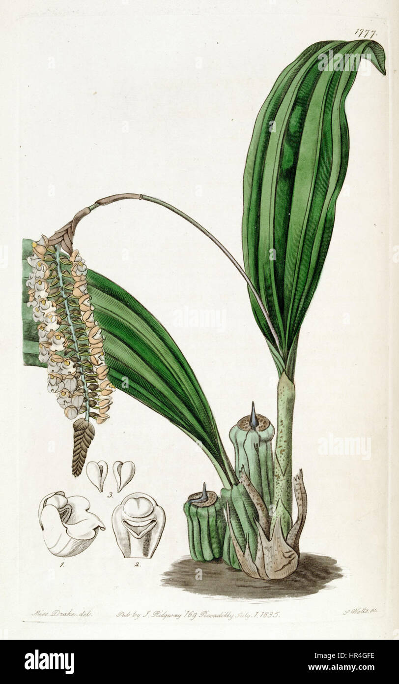 Pholidota Imbricata - Edwards Vol 21 pl 1777 (1836) Stockfoto