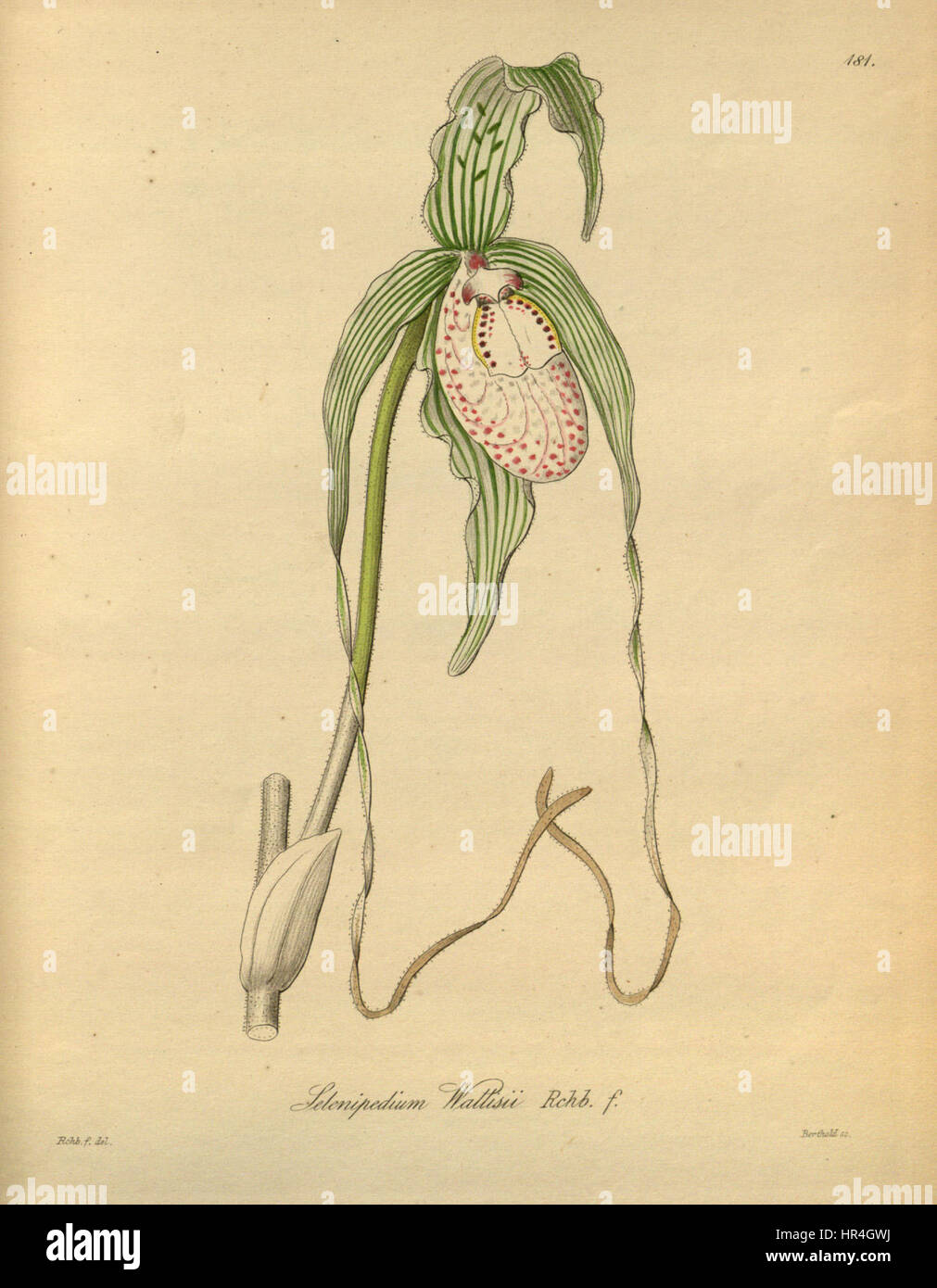 Phragmipedium warszewiczianum, früher bekannt als Selenipedium wallisii, ist eine Orchideenart, die in der botanischen Arbeit Xenia vorkommt. Diese Illustration aus dem Jahr 1874 zeigt die komplizierten Details der Blüten der Pflanze und spiegelt ihre exotische Schönheit wider. Stockfoto