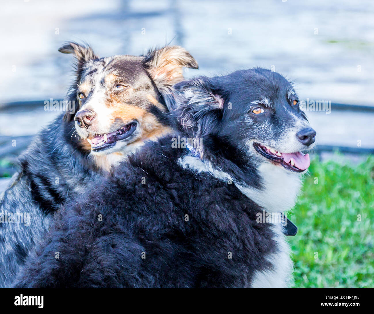 zwei Border-Collie Hunde sitzen nebeneinander Stockfoto