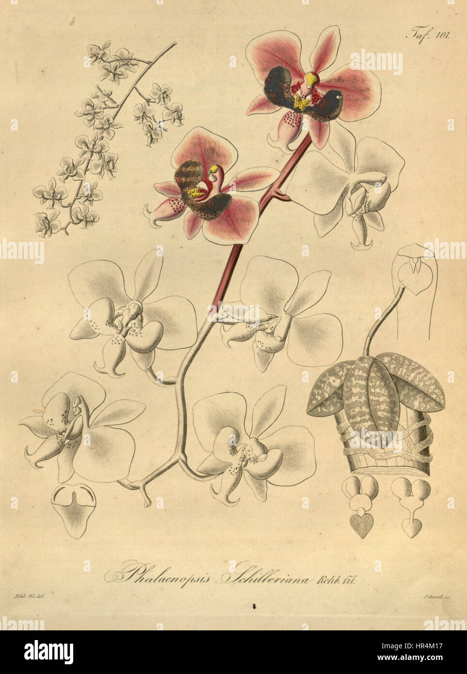 Phalaenopsis Schilleriana-Xenia 2-101 (1874) Stockfoto