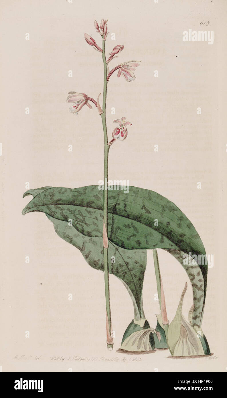 „Oeceoclades maculata“ (früher „Angraecum maculatum“) ist eine Orchideenart, die im „Botanical Register“ (1822) dargestellt wird. Die Abbildung zeigt die einzigartigen gefleckten Blüten der Pflanze, die typisch für diese Gattung sind und in tropischen Regionen gedeihen. Stockfoto