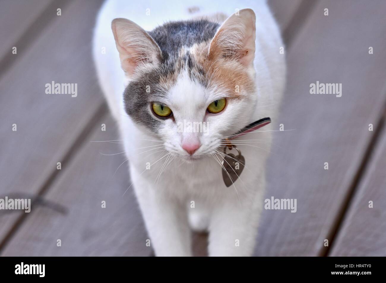 Calico-Katze (Felis Catus) stalking Beute Stockfoto