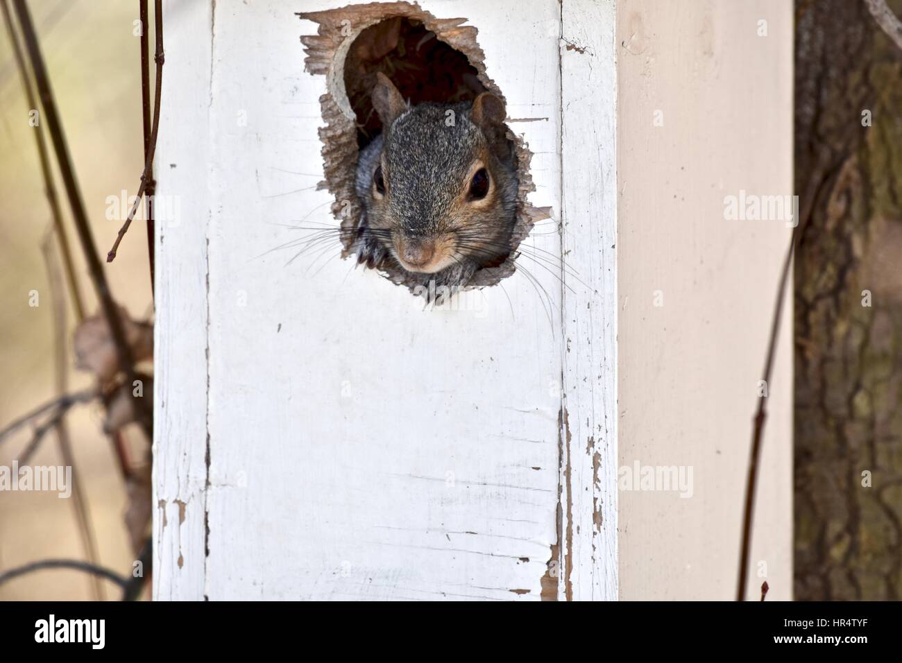 Östliche graue Eichhörnchen (Sciurus Carolinensis) in einem Vogelhaus Stockfoto