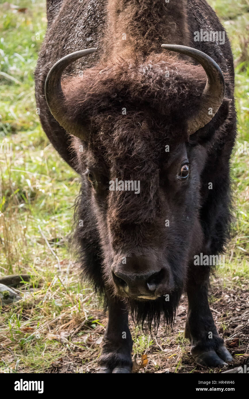 Porträt einer Frau (Kuh) amerikanische Bison im Nordwesten Trek Wildlife Park in der Nähe von Eatonville, Washington, USA Stockfoto