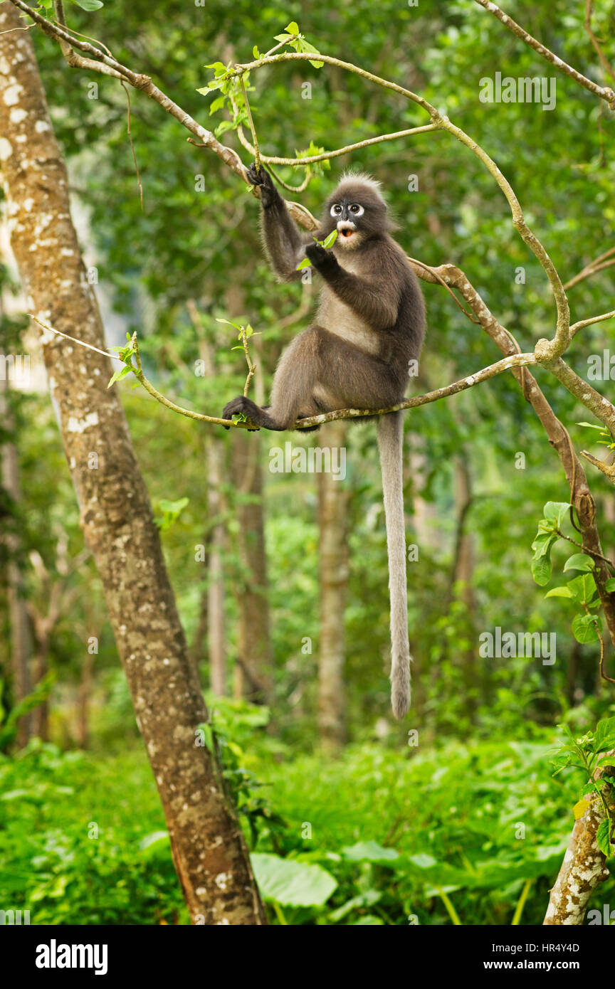 ein brillentragende Languren Affen oder Trachypithecus Obscurus sitzt in einem Baum Blätter zu essen Stockfoto