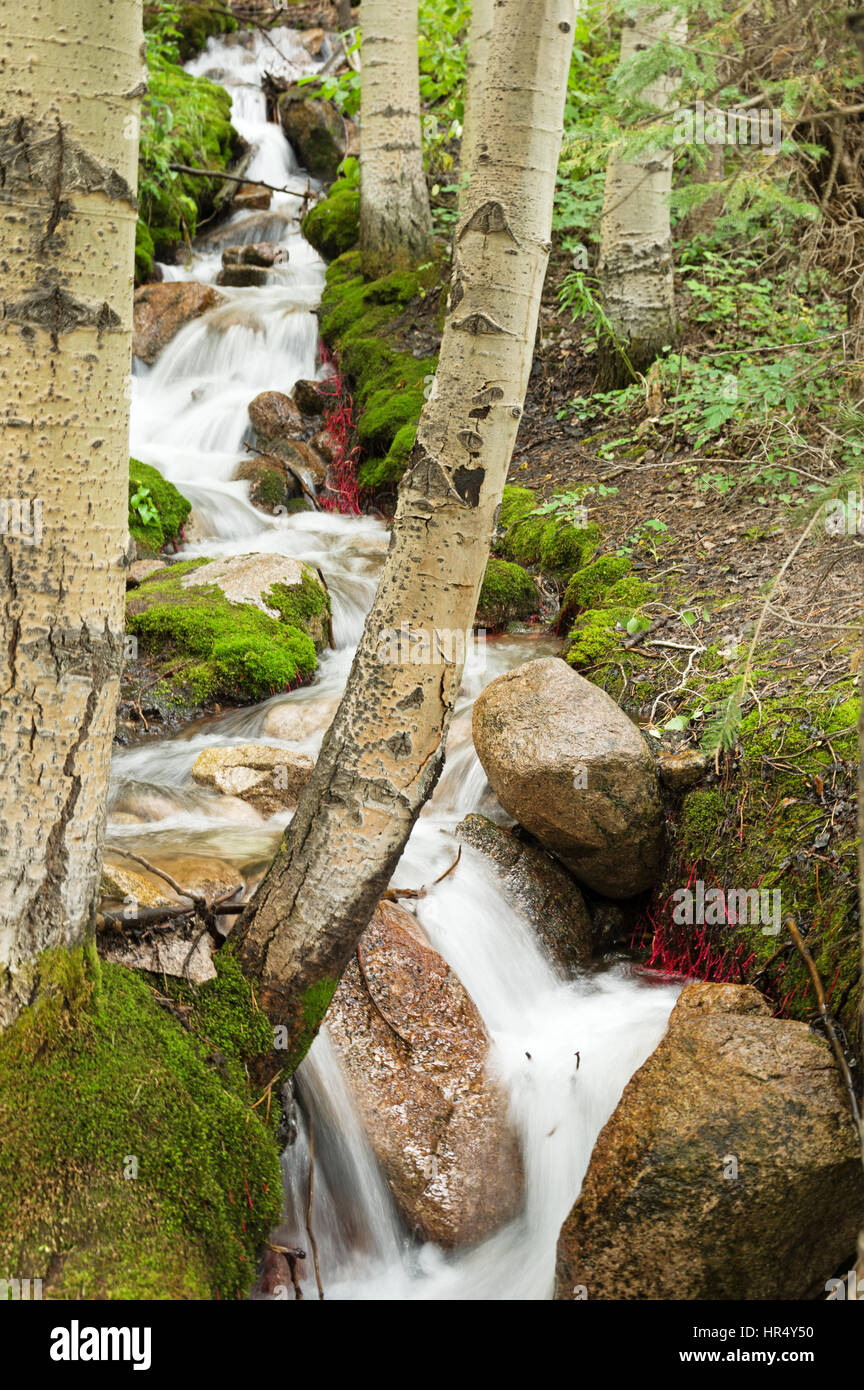 ein Stream spritzt und fällt durch eine Espe Wald mit seidig glatte Wasser Stockfoto