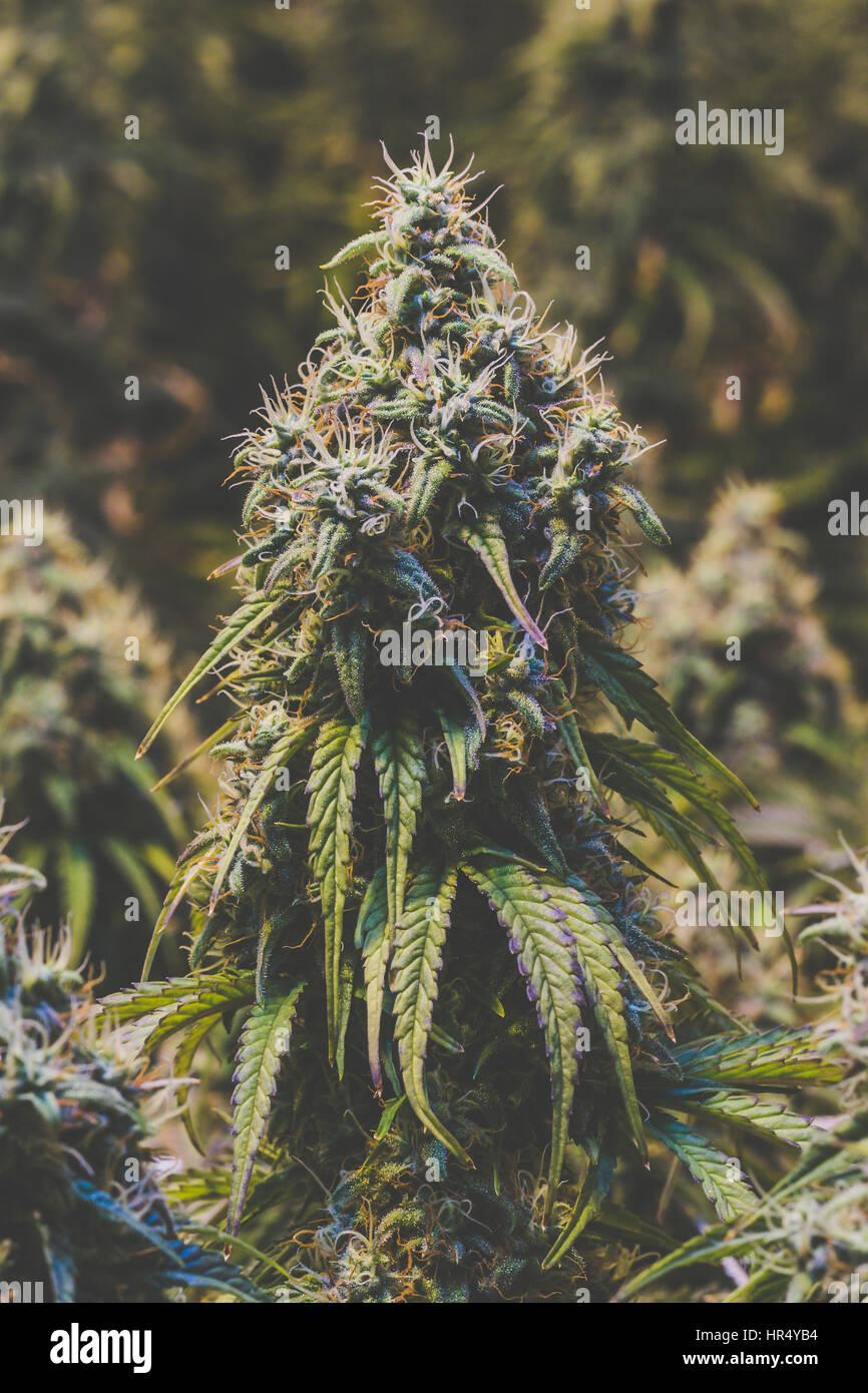 Schones Portrat Einer Reifen Blute Legalen Medizinischen Marihuana Indoor Cannabis Knospe Mit Herabhangenden Blattern Und Stark Lange Gelbe Und Weisse Blutenstempel Stockfotografie Alamy
