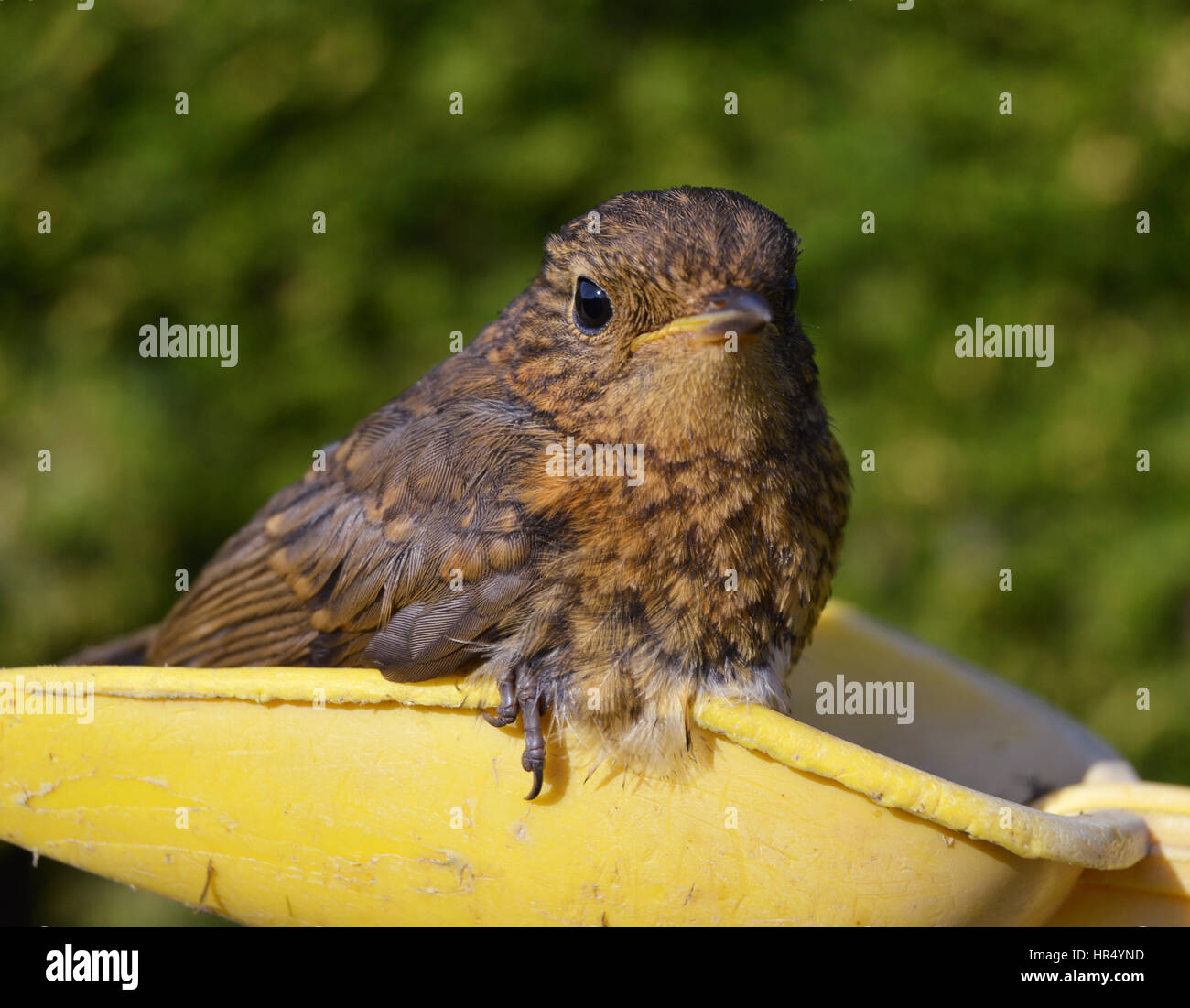 Vogel sitzt auf einem der Kinder Kunststoff Flachsteckhülse Stockfoto